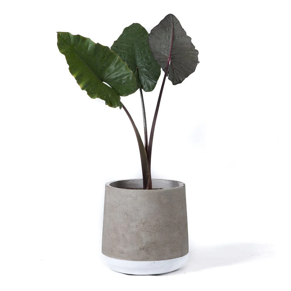 Concrete Planter Large White Band - Image 3