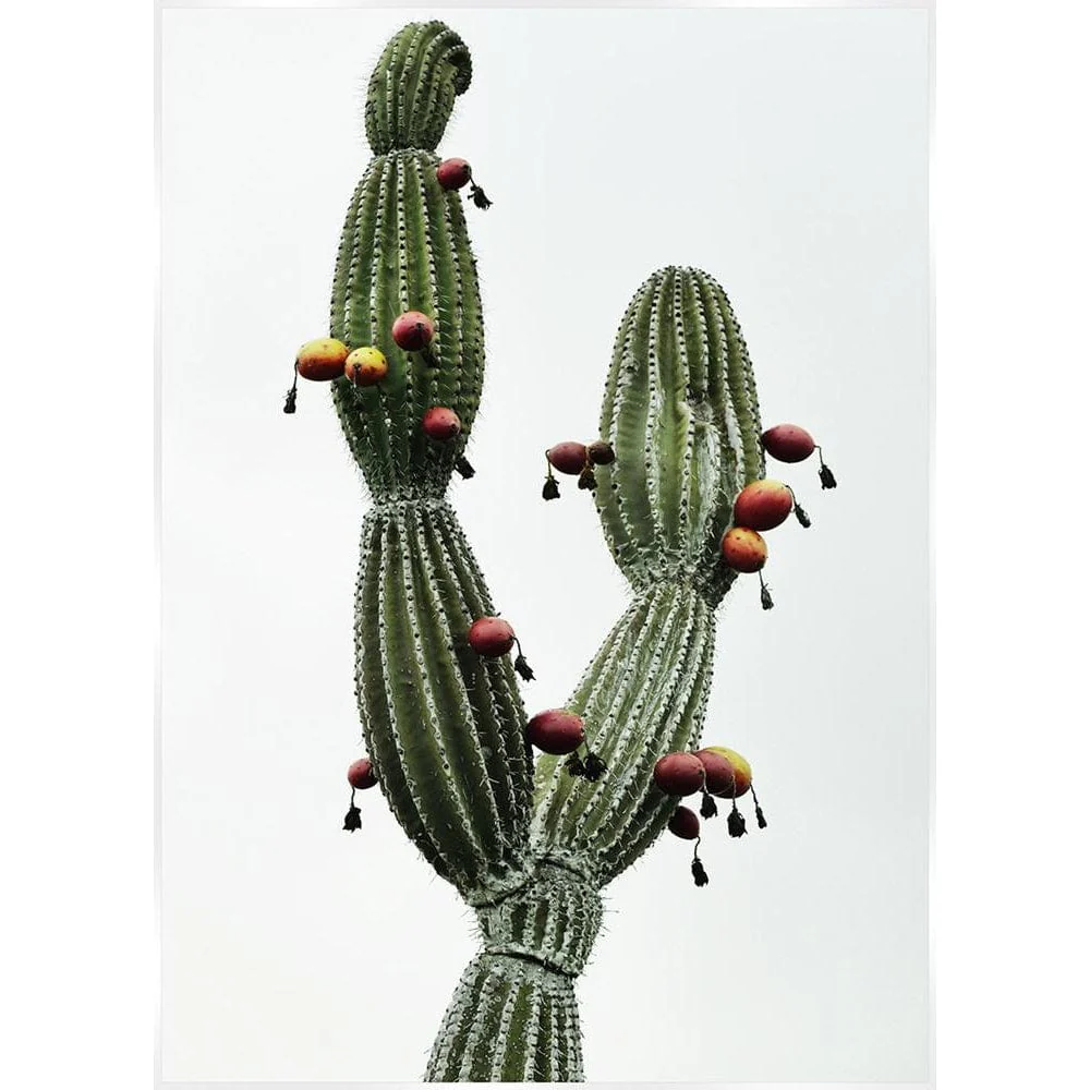 Peruvian Apple Cactus Print